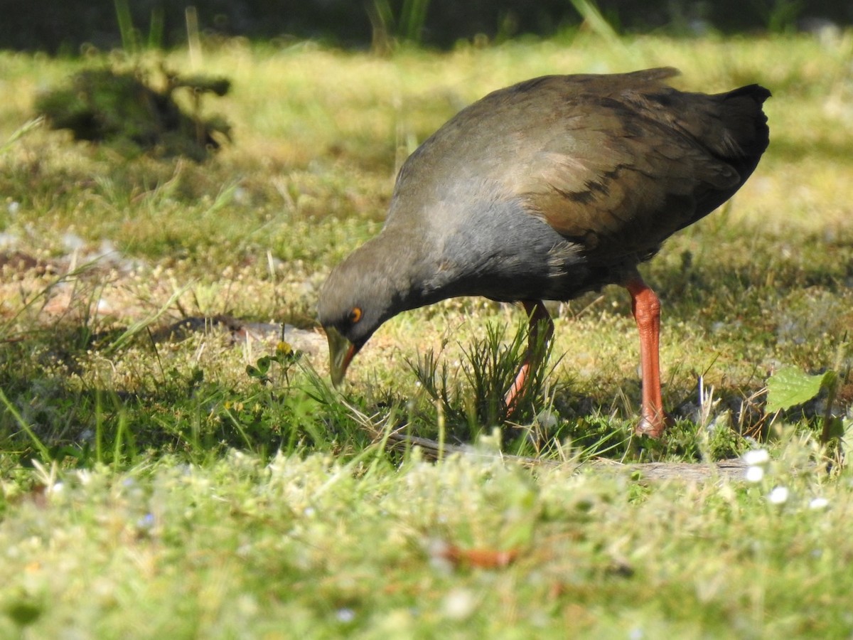 Black-tailed Nativehen - Lissa Ryan