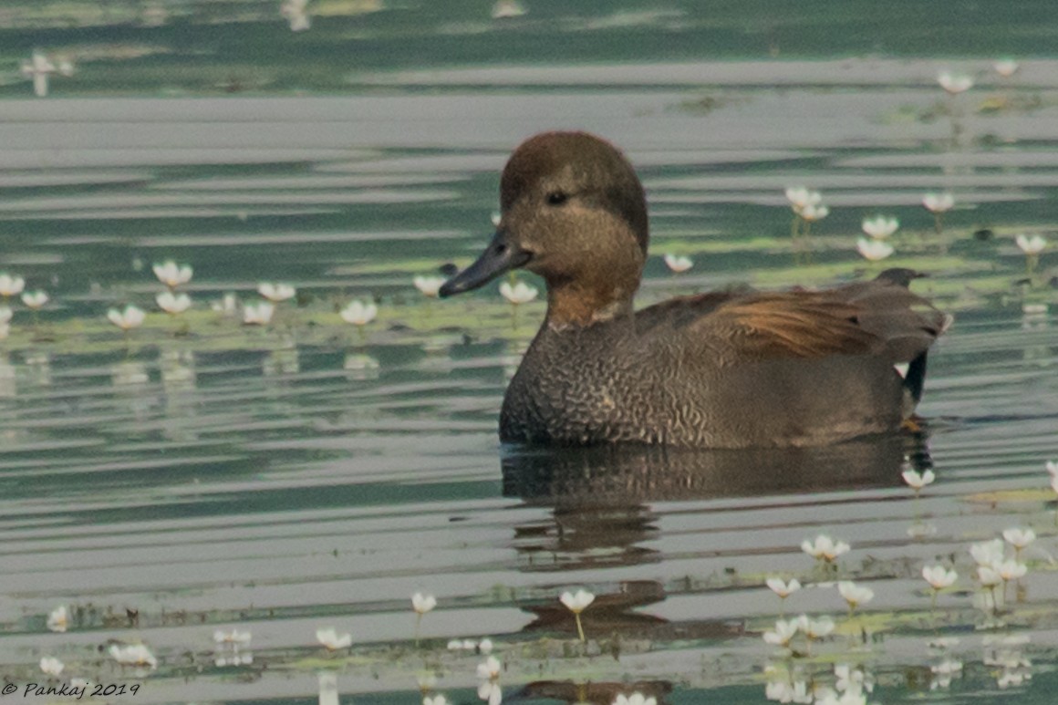 Gadwall - ML184851771