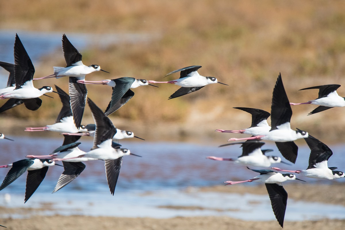 Black-necked Stilt - Jim Dehnert