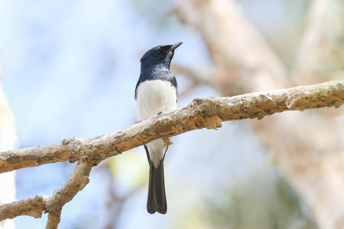 Satin Flycatcher - Ged Tranter