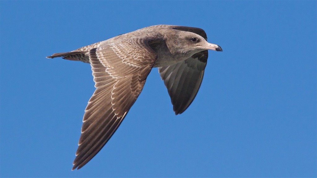 California Gull - Ed Harper