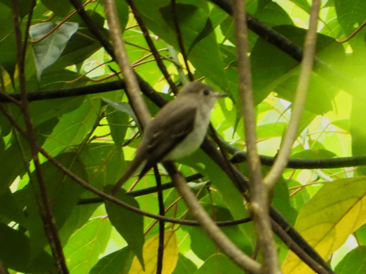 Дагуурын намнаахай - ML184856511