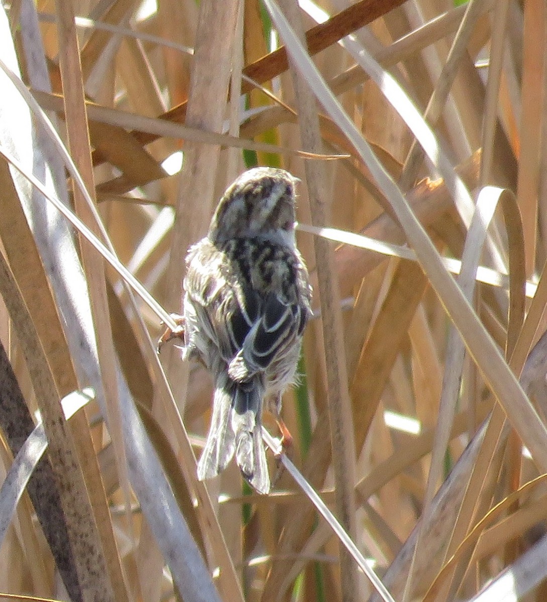 Clay-colored Sparrow - Noah Arthur