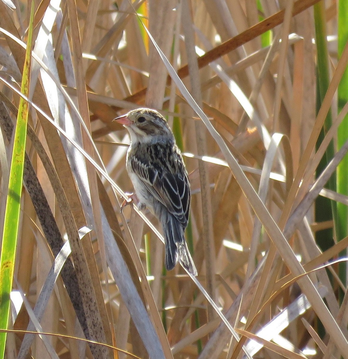 Clay-colored Sparrow - ML184857611