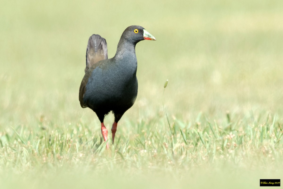 Black-tailed Nativehen - David Irving