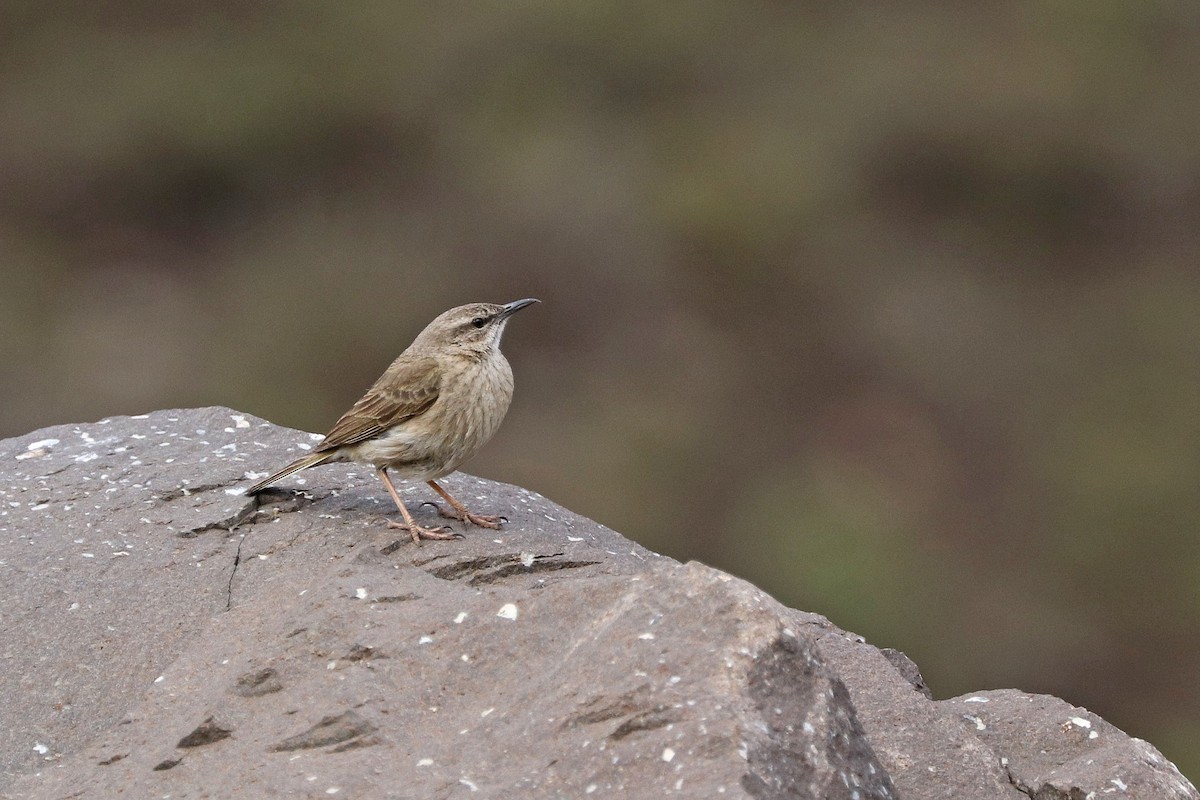 Yellow-tufted Pipit - Rick Franks