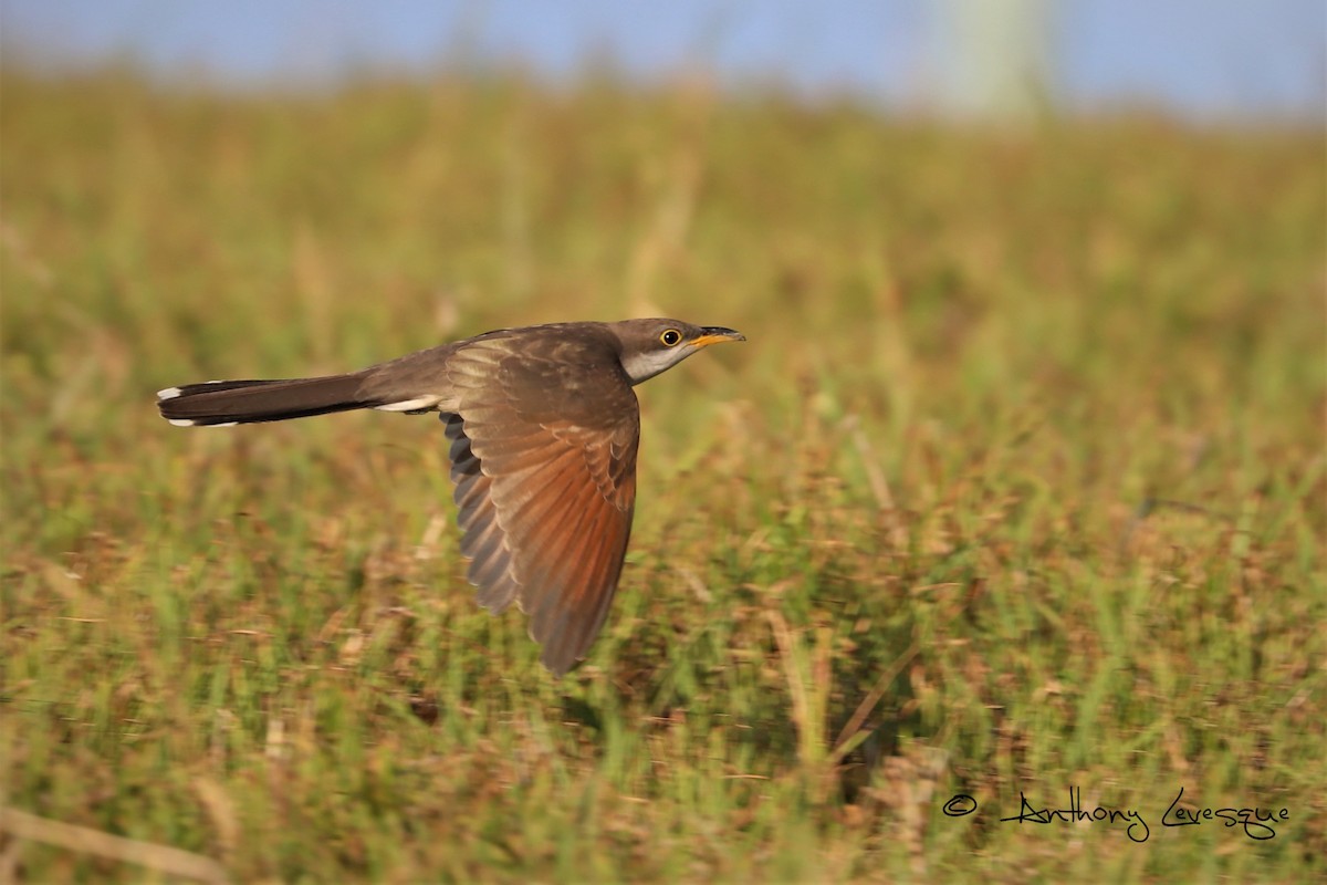 Yellow-billed Cuckoo - ML184861651