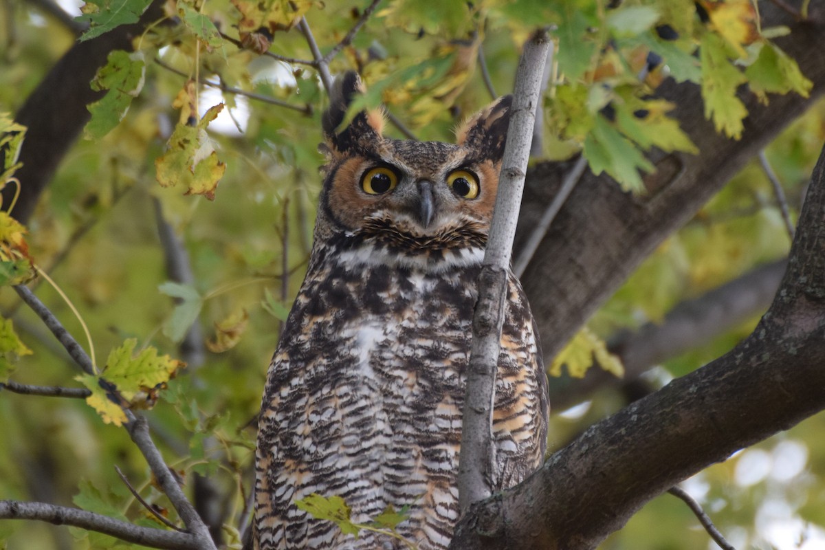 Great Horned Owl - ML184862051