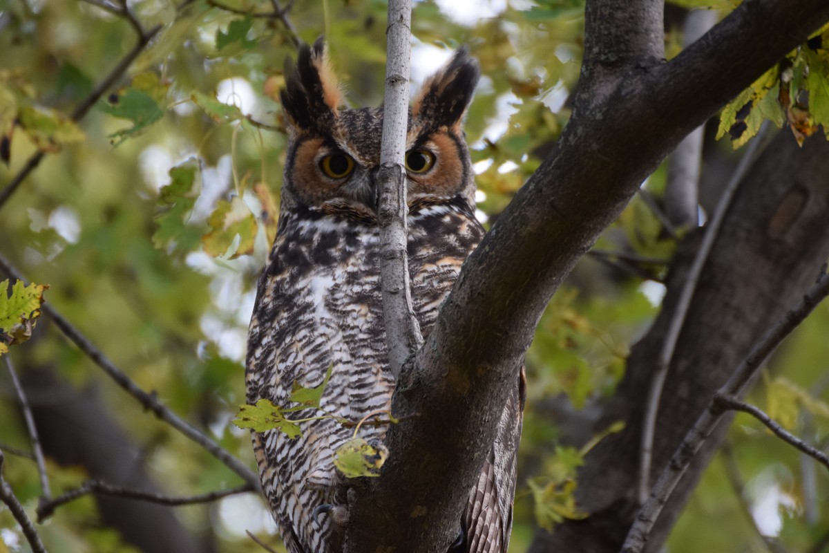 Great Horned Owl - ML184862061