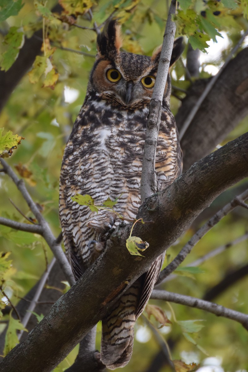 Great Horned Owl - ML184862081
