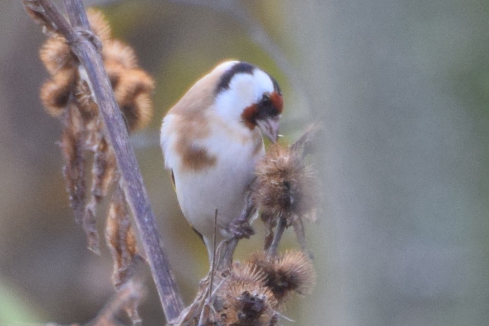 European Goldfinch - ML184862151