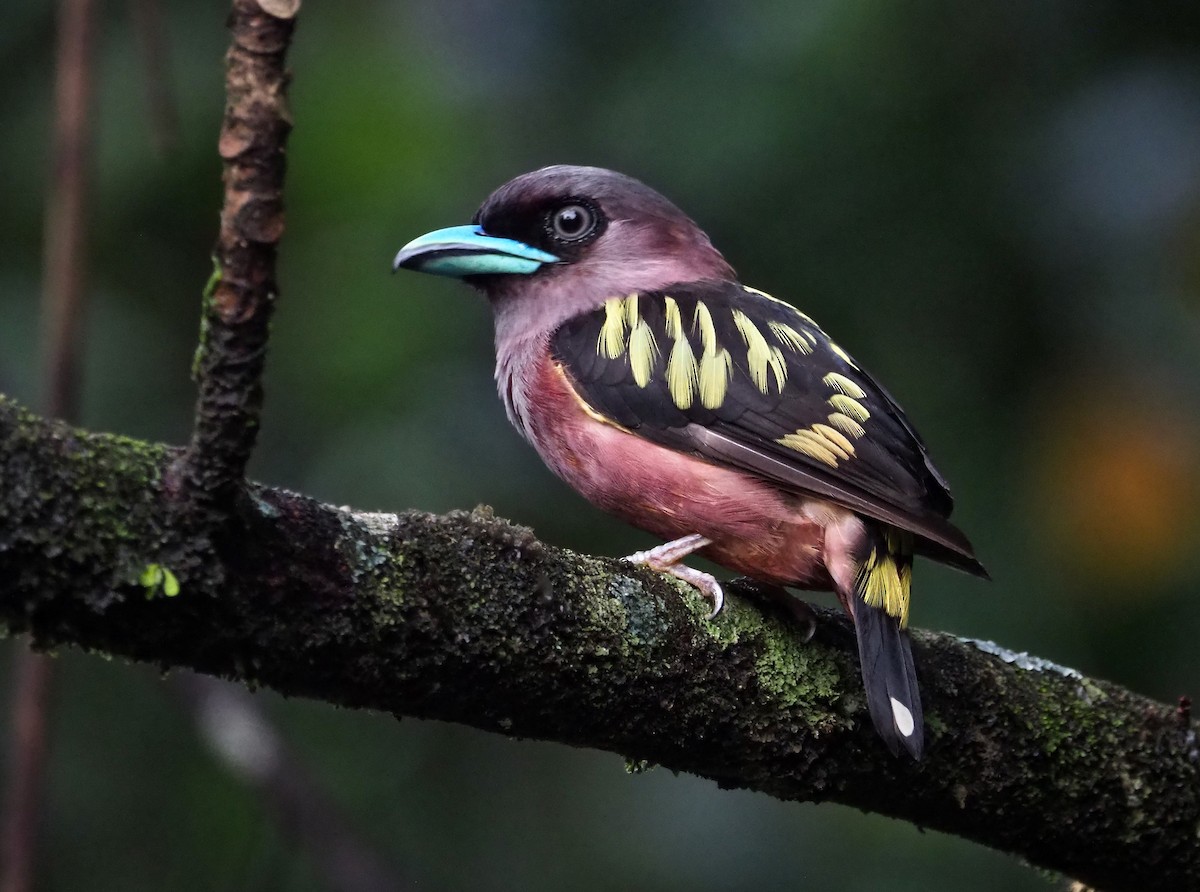 Banded Broadbill - Paul Sullivan