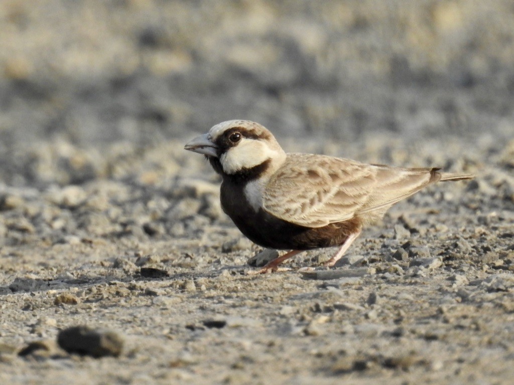 Ashy-crowned Sparrow-Lark - ML184863191