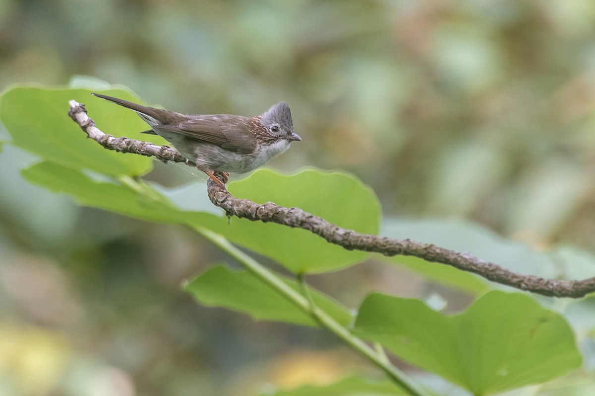 Yuhina à bandeau - ML184864101