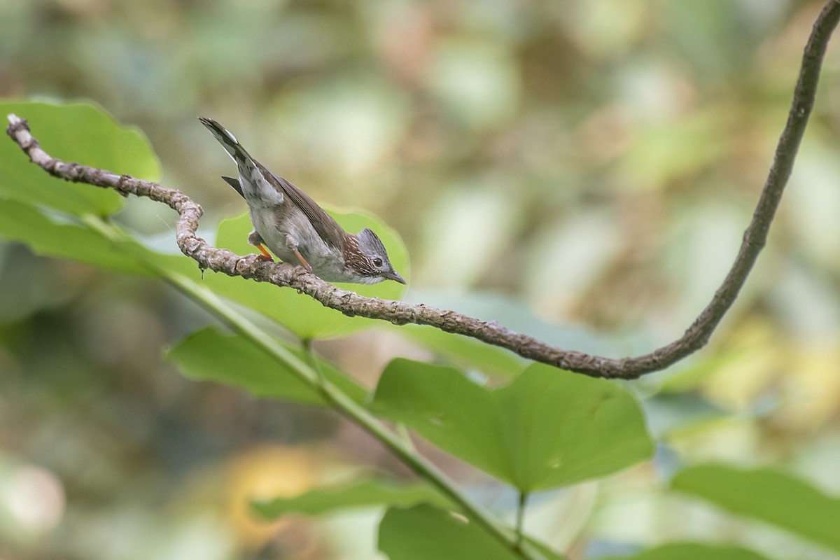 Indochinese Yuhina - ML184864111