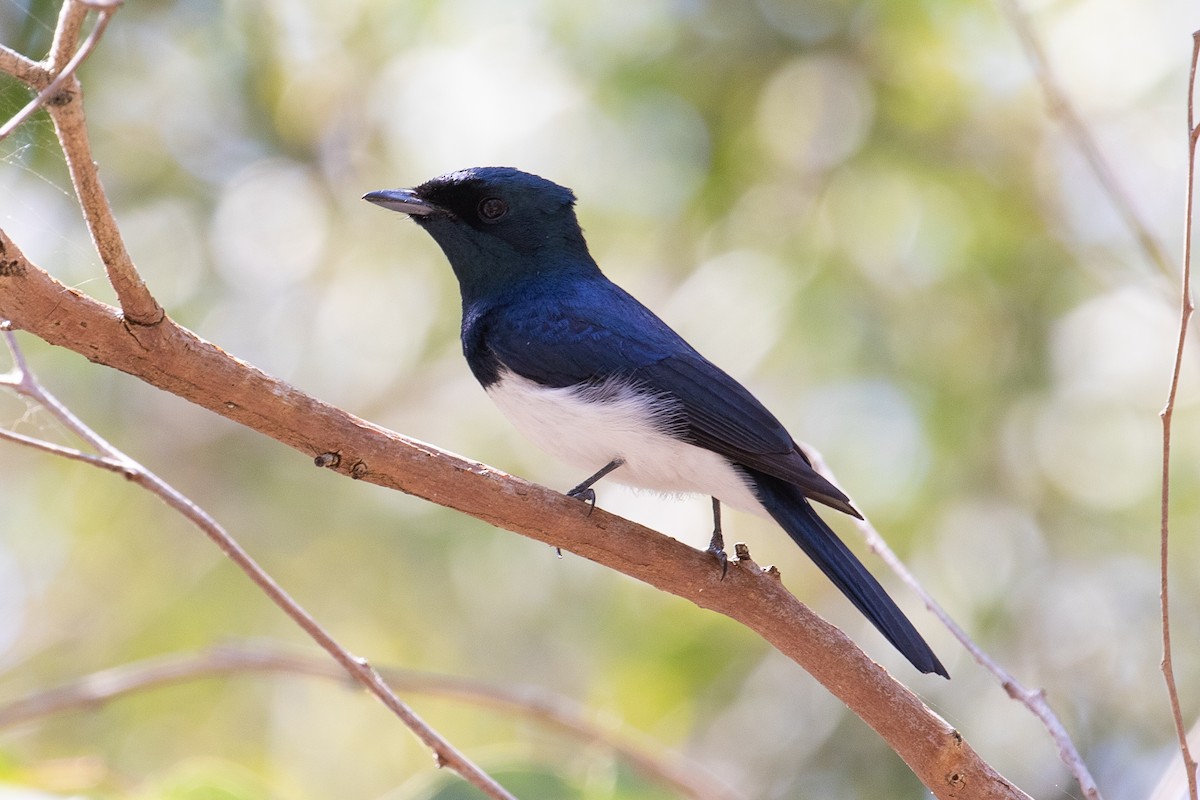 Satin Flycatcher - James Kennerley