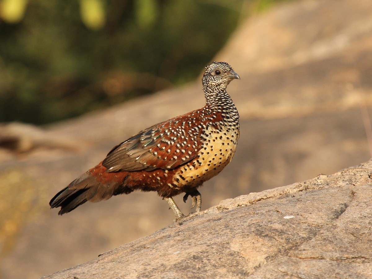 Painted Spurfowl - ML184865531