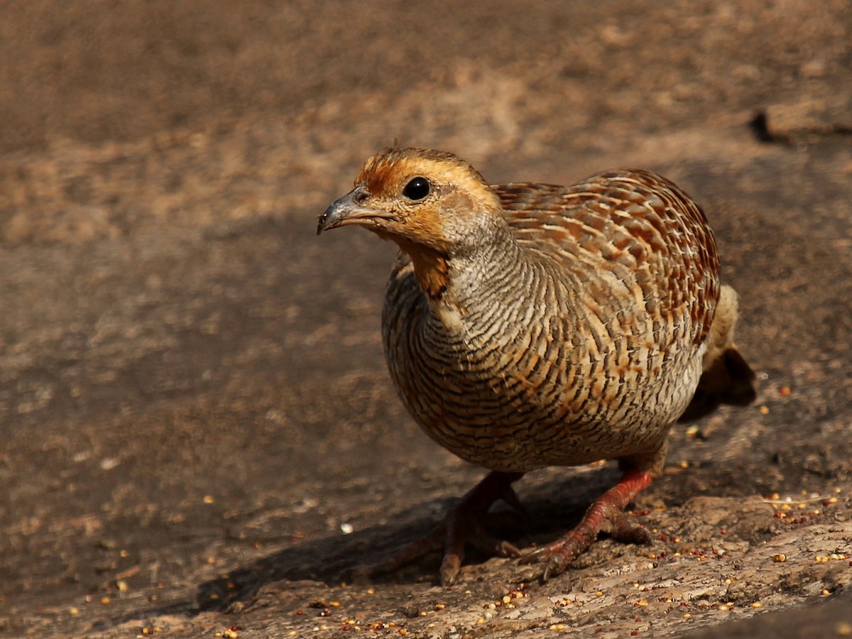 Gray Francolin - ML184865591