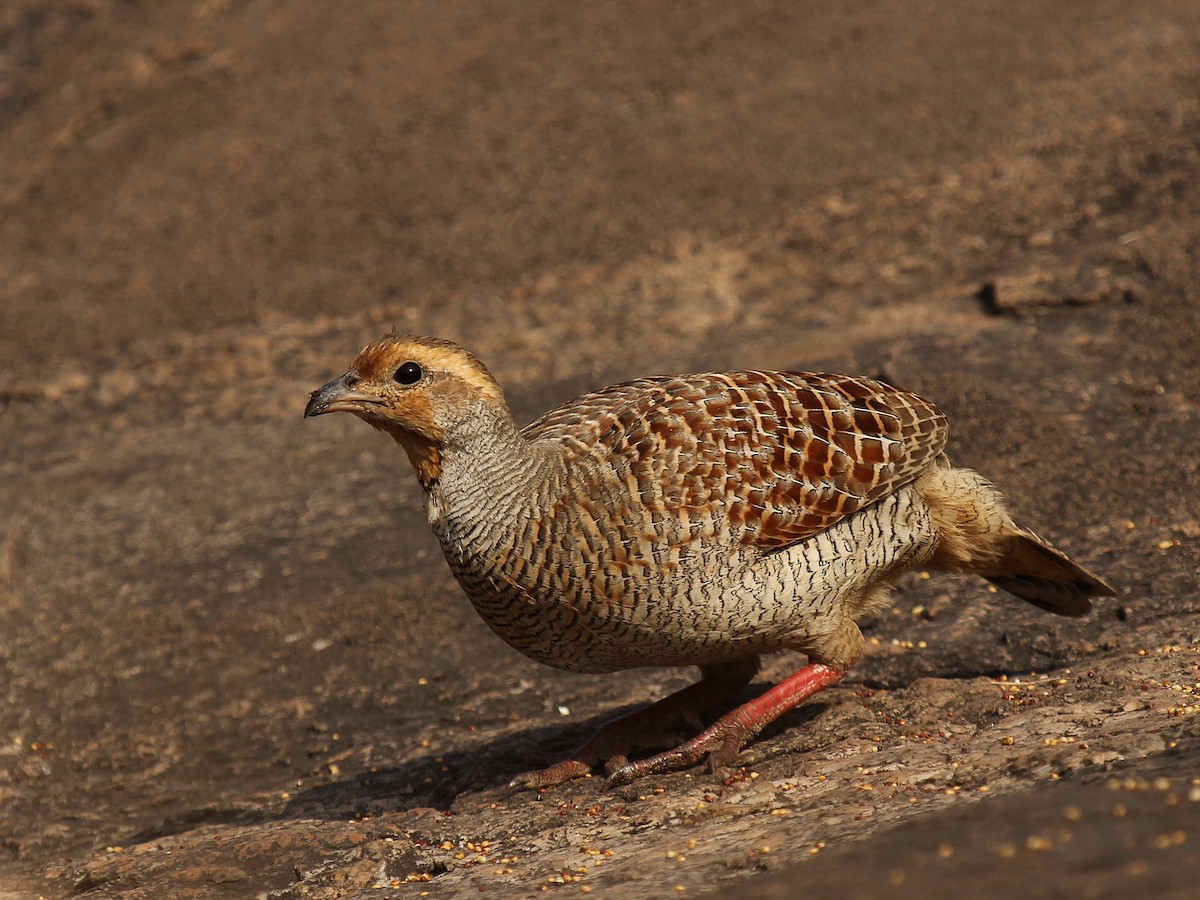 Francolin gris - ML184865601