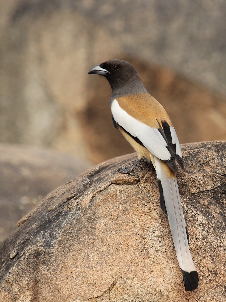 Rufous Treepie - ML184865651