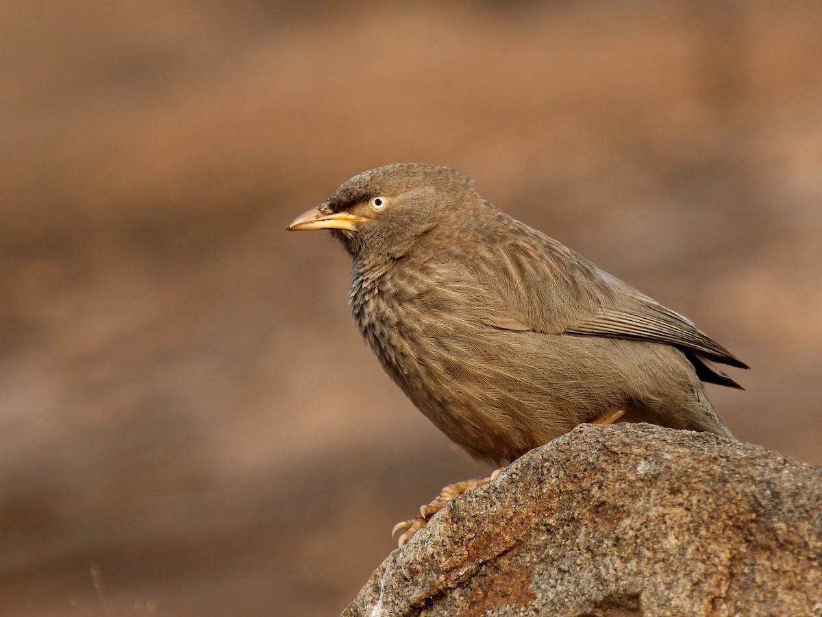 Jungle Babbler - ML184865691