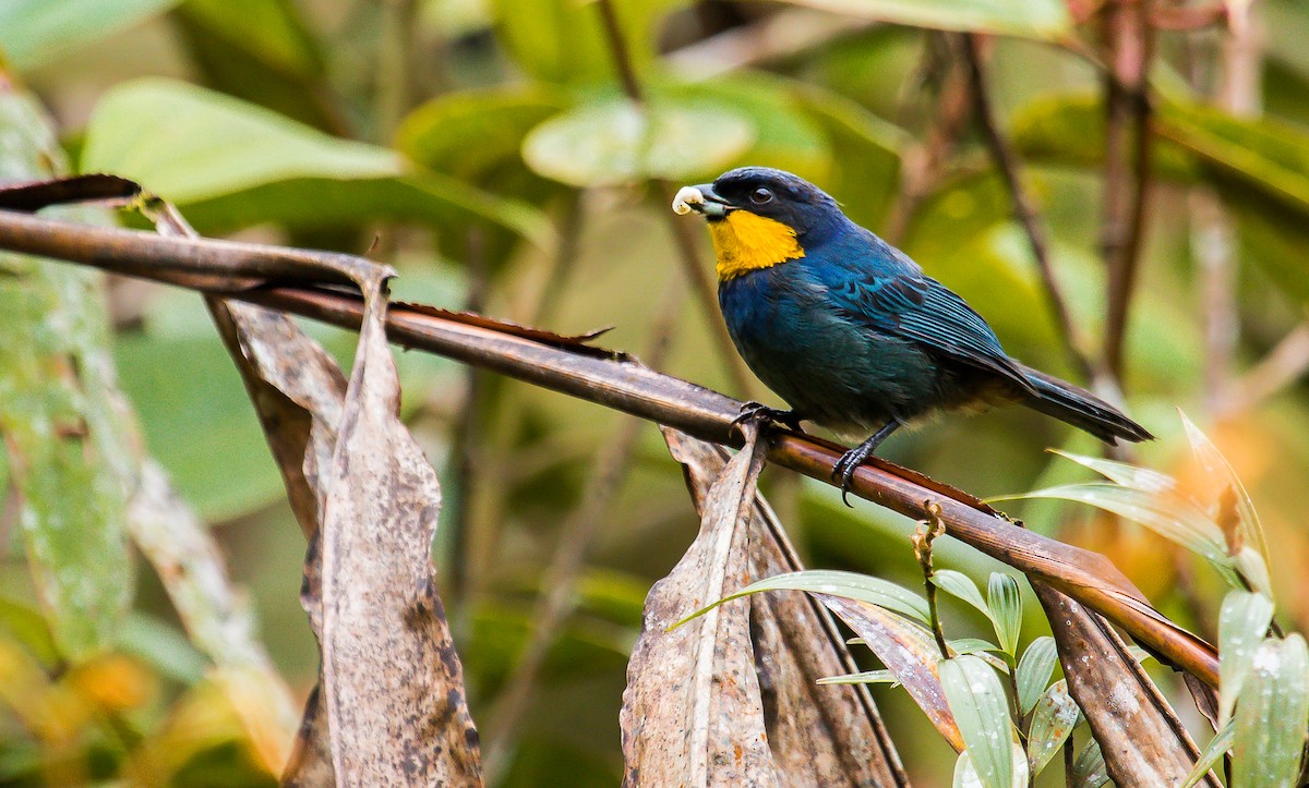 Purplish-mantled Tanager - David Monroy Rengifo