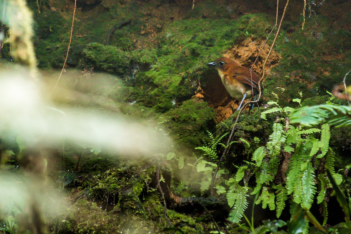 Yellow-breasted Antpitta - ML184865861