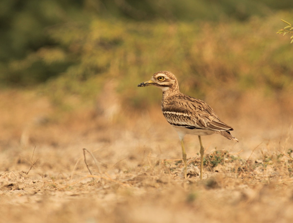 Indian Thick-knee - ML184865921
