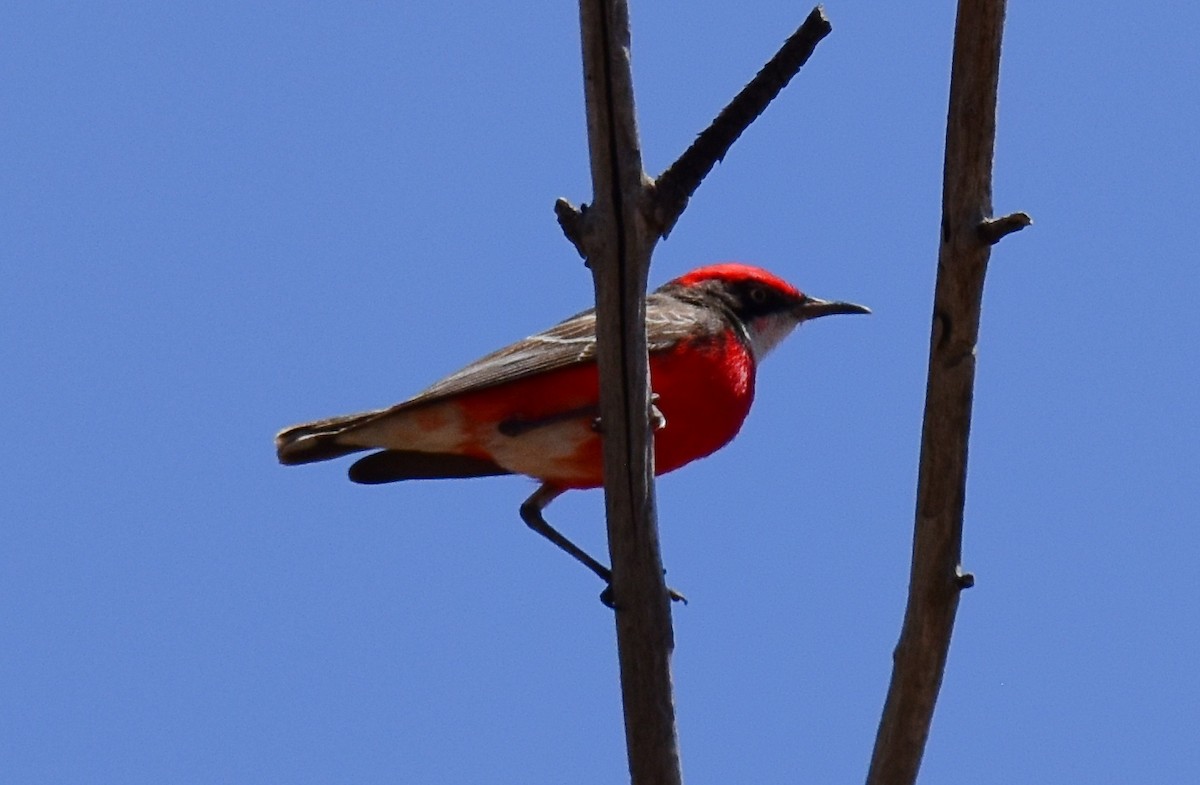 Crimson Chat - Iian Denham