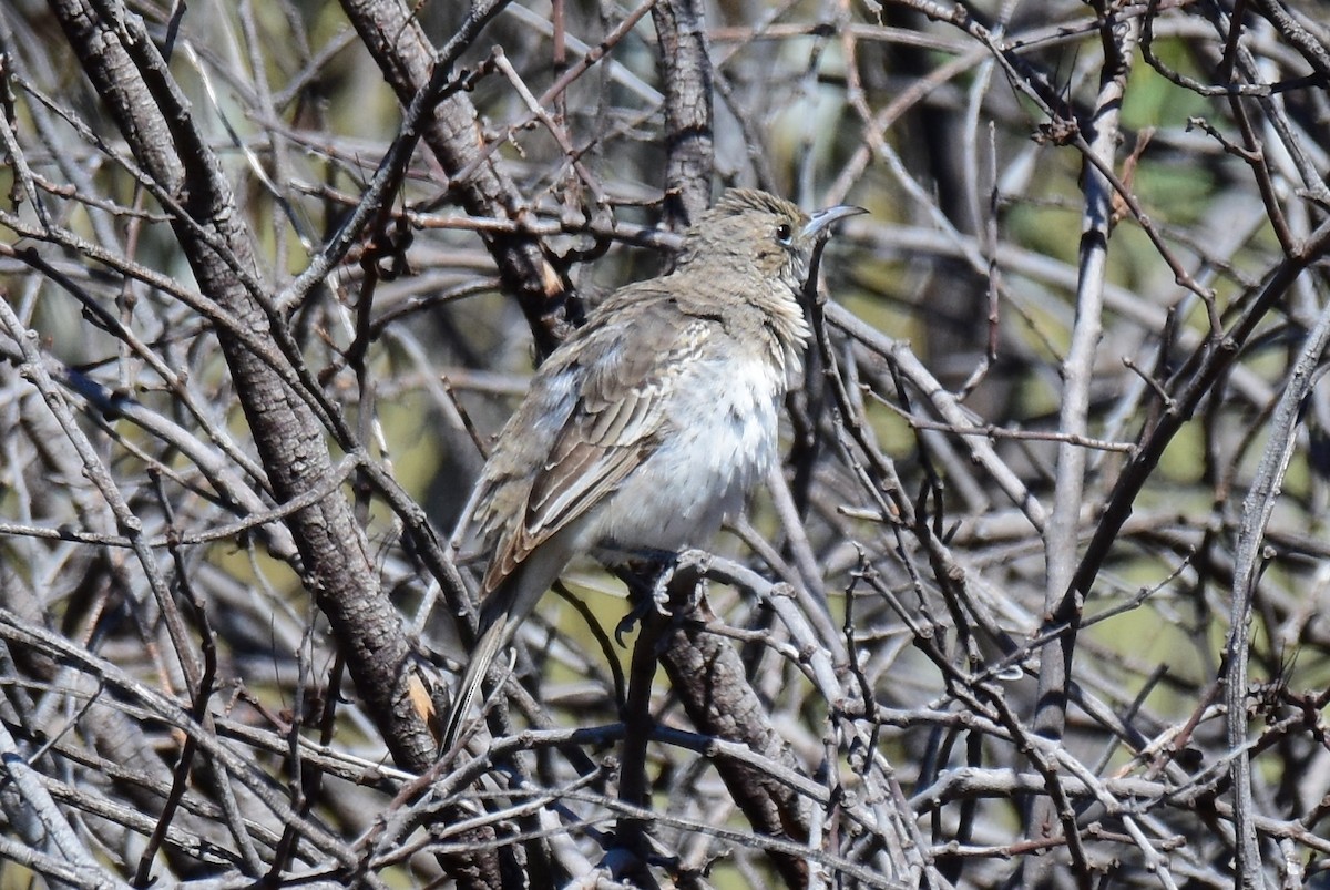 Pied Honeyeater - ML184866491