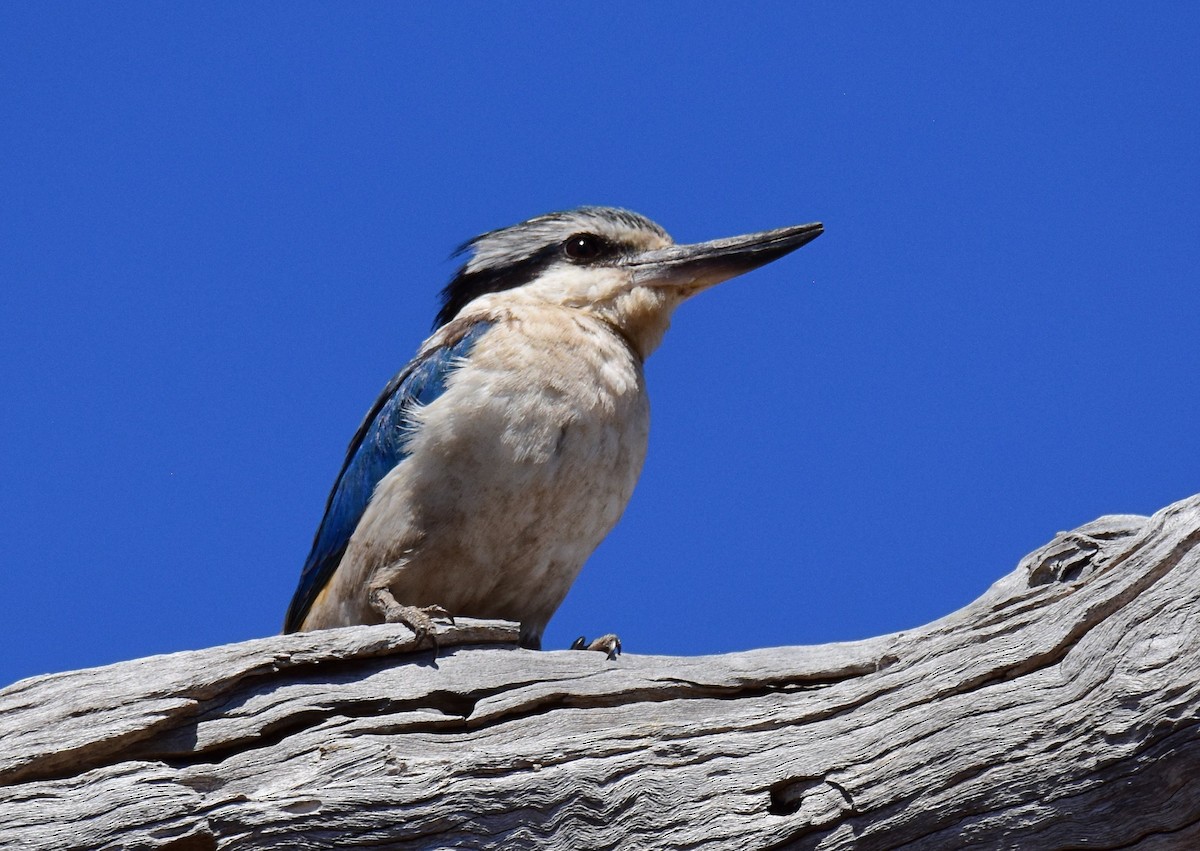 Red-backed Kingfisher - Iian Denham