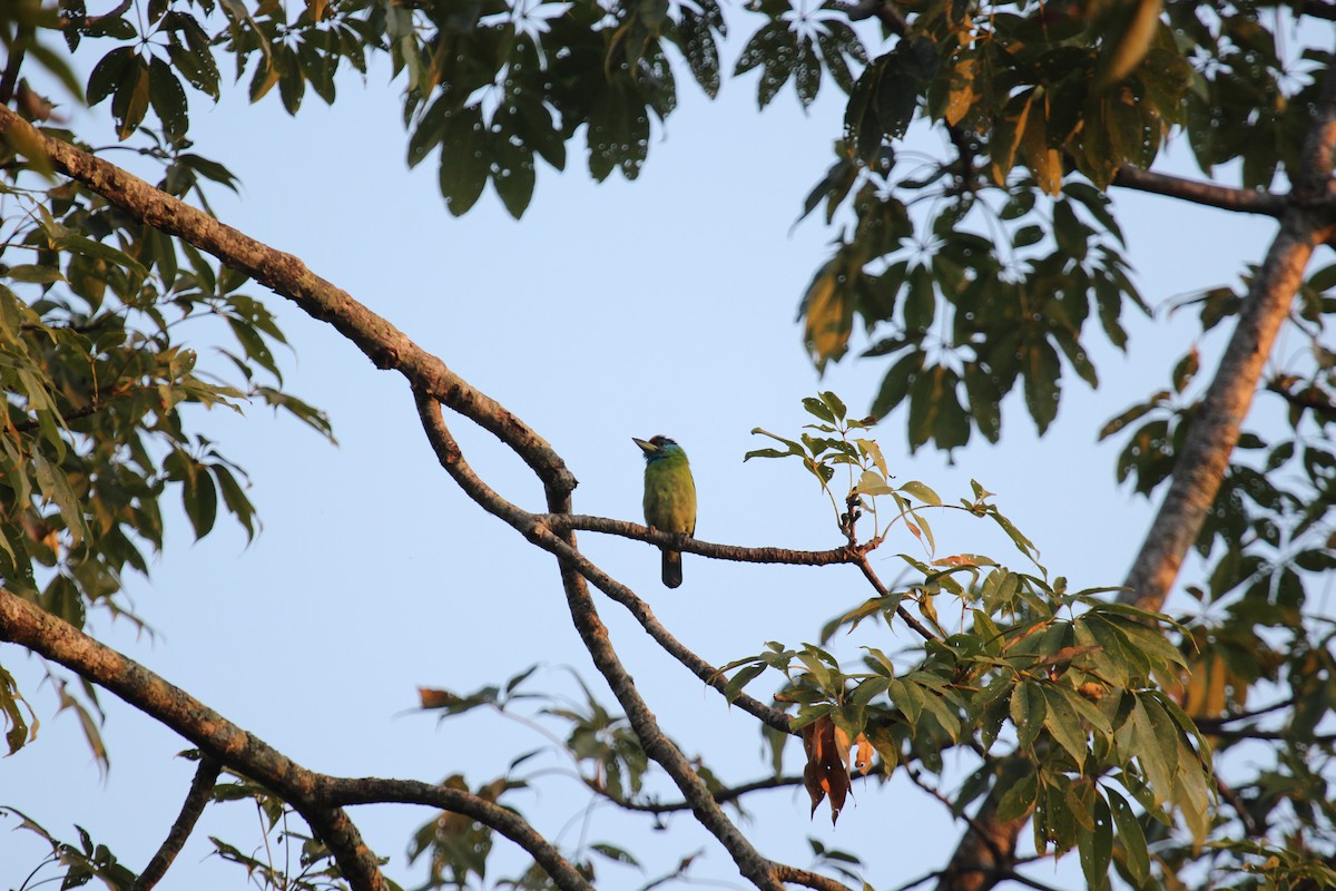 Blue-throated Barbet - Krishna Murthy