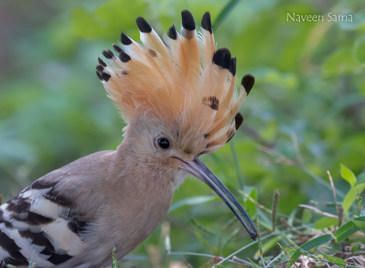 Eurasian Hoopoe - Naveen Sama