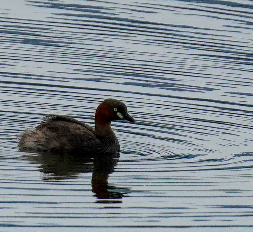 Little Grebe - ML184871281