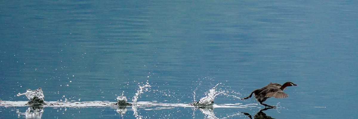 Little Grebe - LA Phanphon