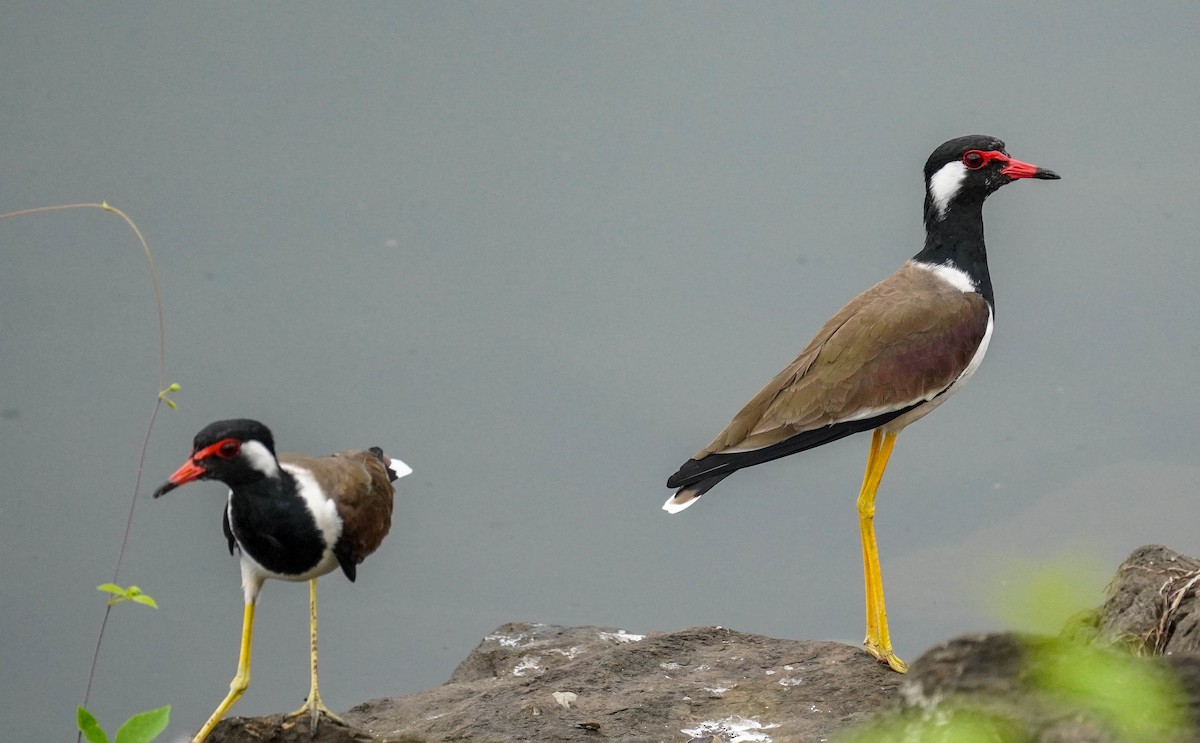 Red-wattled Lapwing - ML184871361