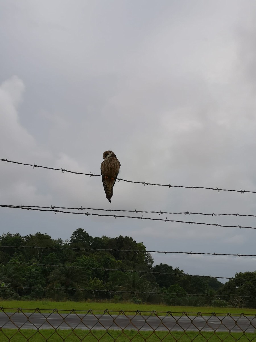 Red-footed Falcon - Estrela Matilde