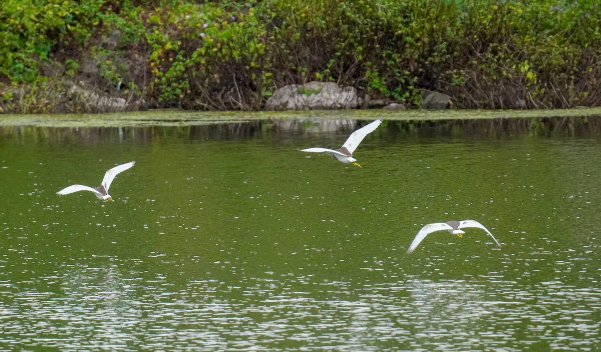 Javan Pond-Heron - ML184872881