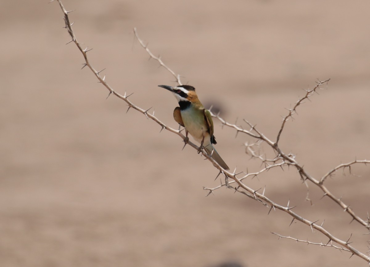 White-throated Bee-eater - Fikret Ataşalan