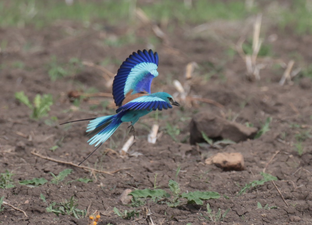 Abyssinian Roller - Fikret Ataşalan