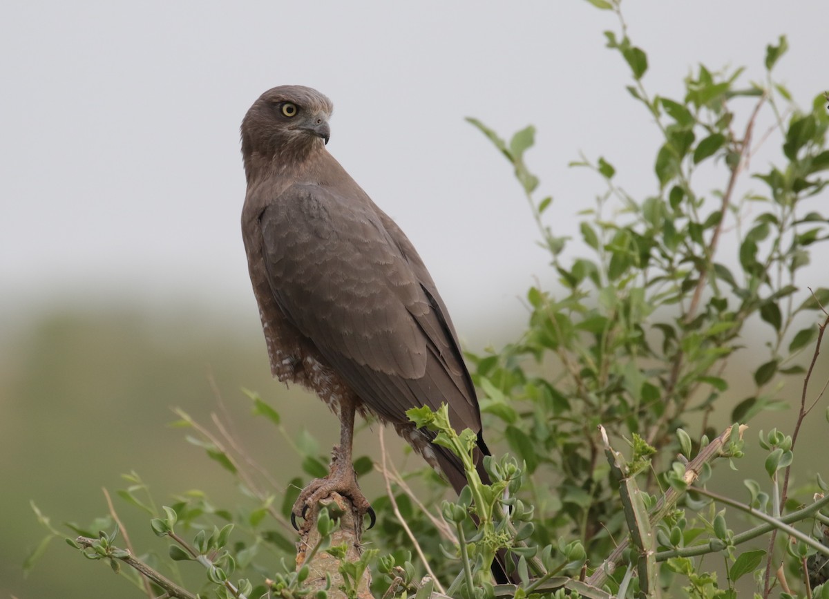 Dark Chanting-Goshawk - ML184873071