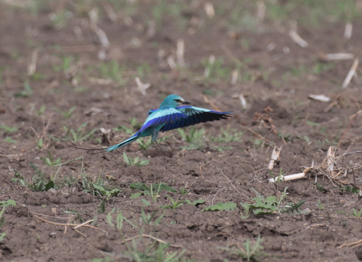 Abyssinian Roller - ML184873081