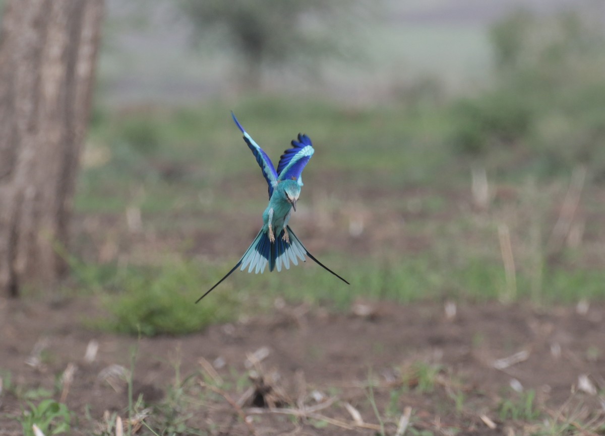 Abyssinian Roller - Fikret Ataşalan