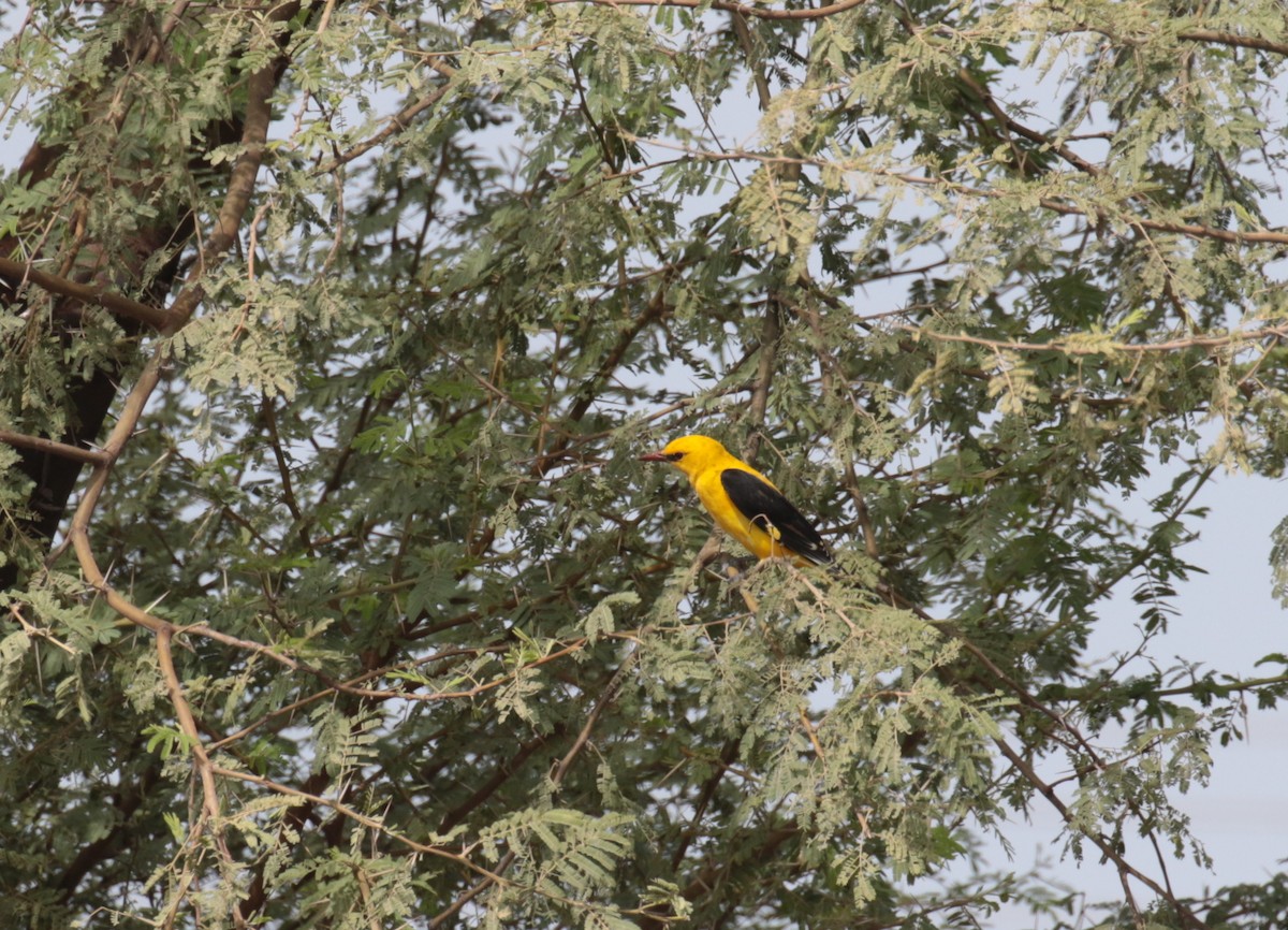 Eurasian Golden Oriole - ML184873191