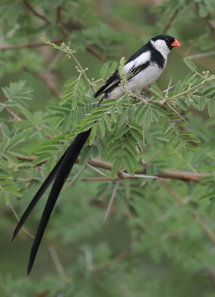 Pin-tailed Whydah - Fikret Ataşalan