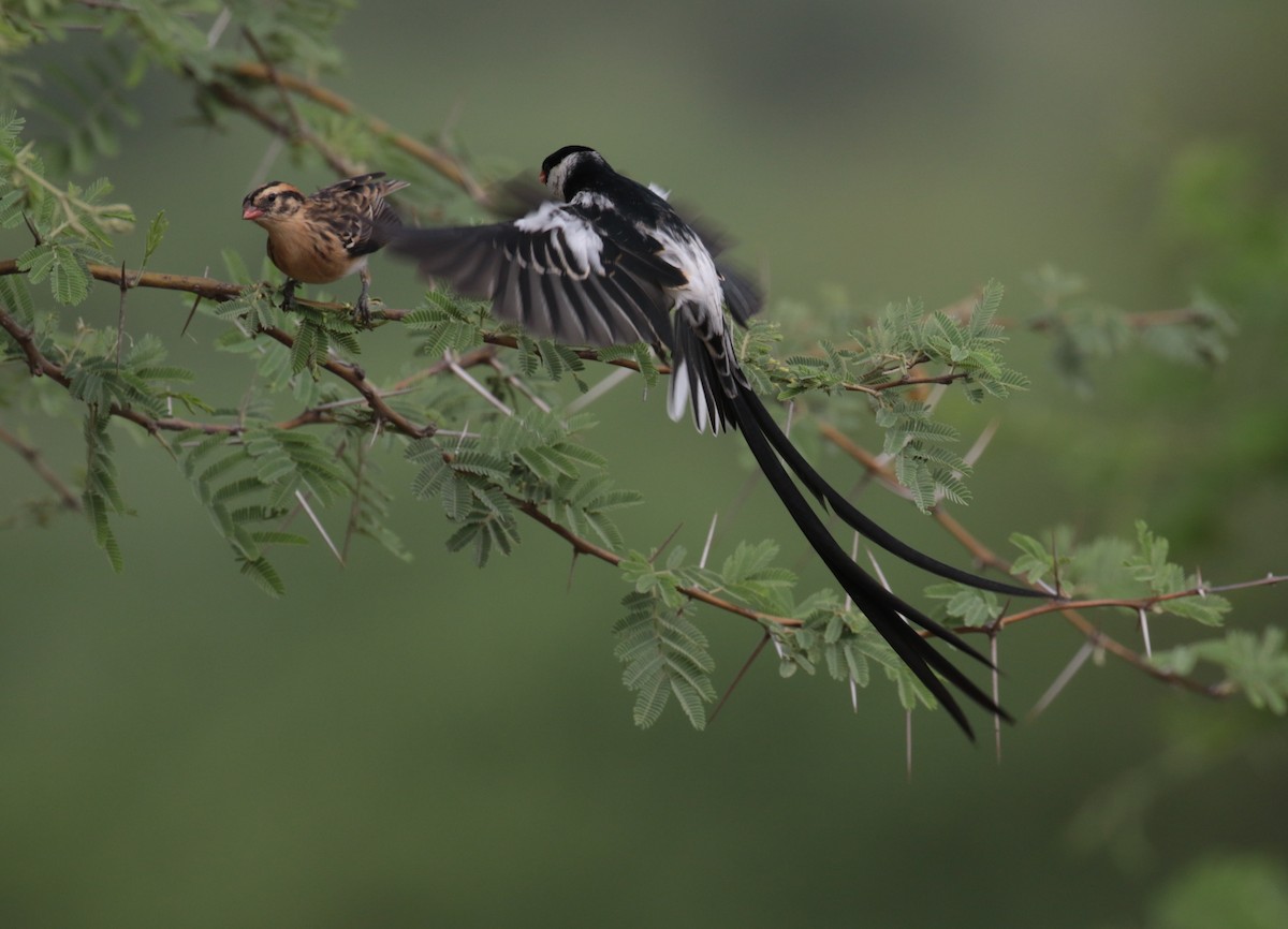 Pin-tailed Whydah - Fikret Ataşalan