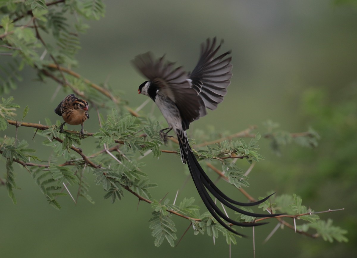 Pin-tailed Whydah - Fikret Ataşalan