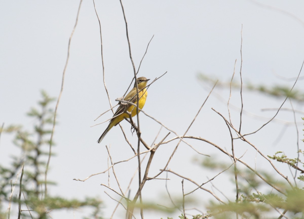 Western Yellow Wagtail - ML184873501