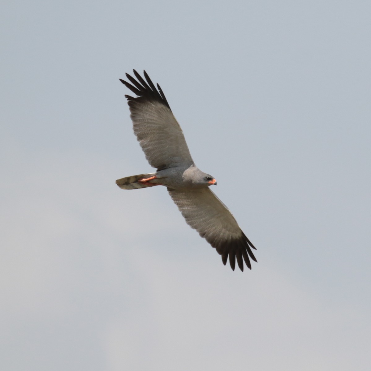 Dark Chanting-Goshawk - Fikret Ataşalan