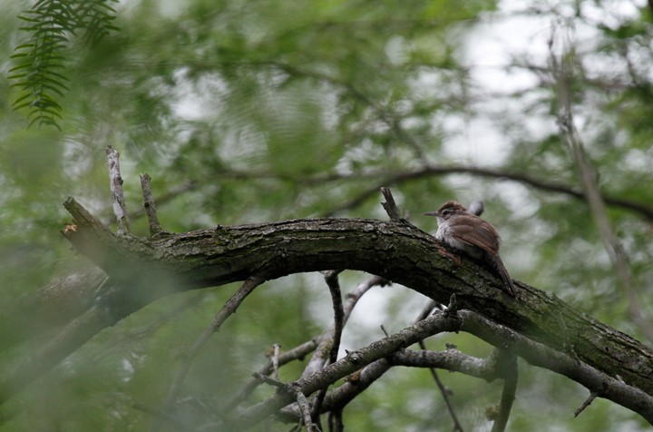 Bewick's Wren - ML184875291